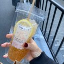 라임캣 | 도쿄 시부야 이요시 콜라 캣스트리트 카페 수제콜라 맛 가격