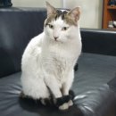 TEAM H BOXING 이미지