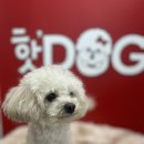 핫도그애견샵 이미지