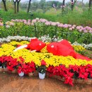 계양 아라온 국화축제~~ 이미지