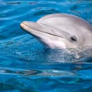 돌고래 이미지