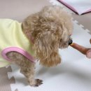 포레그스 이미지