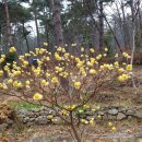 나무를 심는 사람들 이미지