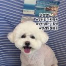 레이카운티 GS프레쉬 앞 | 부산애견미용 거제동애견미용｜말랑멍무 곰돌이컷 전후사진 공개!