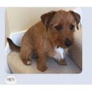 라온글램핑 이미지