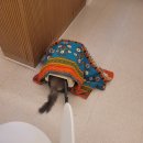 언제나고양이 | 인천무마취고양이미용 언제나고양이 구월점 저자극 미용한 후기