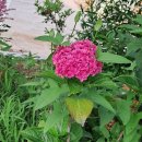 죠이월드 이미지