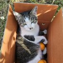 꽃과 그늘 이미지