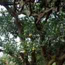 광령귤나무 이미지