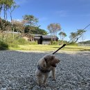 여주 그린바움캠핑장 서울근교여행 솔직후기(강아지동반)