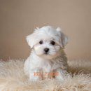 애견호텔 이미지