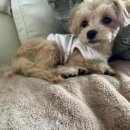 웰니스펫뷰티 이미지