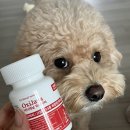 시니어펫 이미지