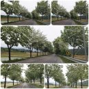 물야면 이팝나무 이미지