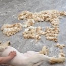 그레이스그루밍 이미지