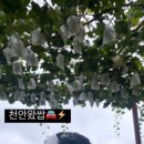 선진농원 이미지