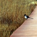 대부바다향기 테마파크 이미지