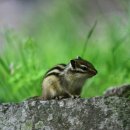 아기다람쥐 이미지