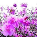 제니아 무도장 이미지