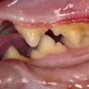 날으는고양이 이미지