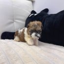 데일리독 네이버블로그