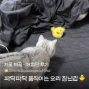 그루밍 루니 | [제품제공][고양이장난감] 파닥파닥 움직이는 오리 장난감 체험 후기🐥