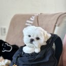 카페더문 - 서초구 동산로6길 41-14 | 포항 오천 오어사 카페 더문338 애견 동반 후기
