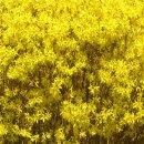 희망의 꽃말을 가진 노오란 개나리 이미지 이미지