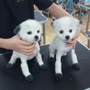 모란애견