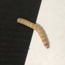 충식농장 이미지