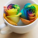레인보우다육