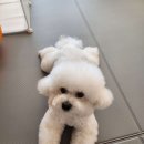 황실 애견미용 살롱 이미지