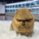 플레이독 남양주점 이미지