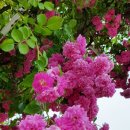 성실세탁 이미지