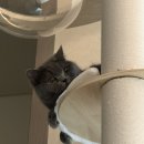 펫타워 | 쿠팡에서 구매한 고양이 캣타워 펫인 원목 캣폴(브숏 사용후기)