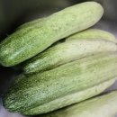 백오이 수확 이미지