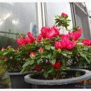 봄마중(2월에는) 이미지