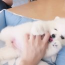 아이러브독 강아지 부천점 이미지