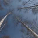 자작나무마을 이미지