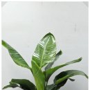 튼튼식당 | 용인 처인구 개업화분 | 공장·대형 식당 오픈 축하, 튼튼한 식물 배송 꽃집누나 후기