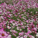 예당습지생태공원 이미지