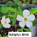 사랑초 골드컵 캔디박스피치 히르타퍼플 이미지