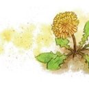 민들레화원 이미지