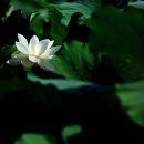 비실연꽃마을 이미지