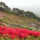 구례밀밭 이미지