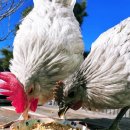 농업회사법인(주)엔토모 이미지