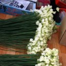 스위트피(sweetpea) 이미지