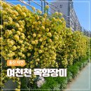 여천천자전거길 | 울산 남구 여천천 목향장미 개화, 지금 가볼만한곳