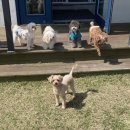 유성애견호텔 이미지