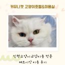 커뮤니캣 고양이 호텔&미용실 이미지